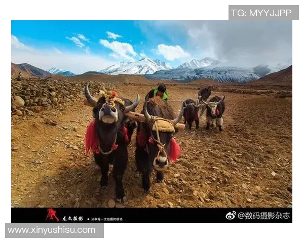 昌都八宿足球球星盘点及其在国内外赛场上的影响力分析